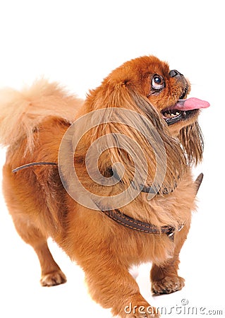 Pekinese dog Stock Photo