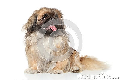 Pekinese dog portrait Stock Photo