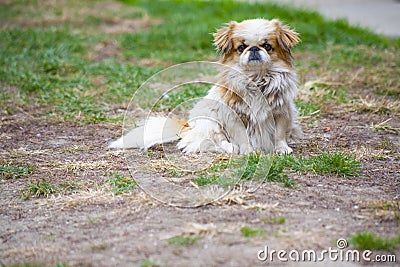 Pekinese dog sitting Stock Photo