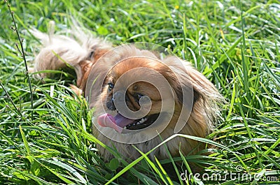 Peking breed dog Stock Photo