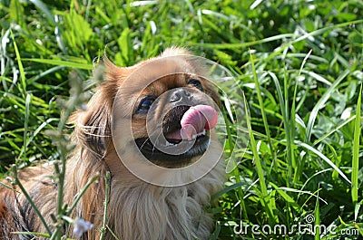 Peking breed dog Stock Photo