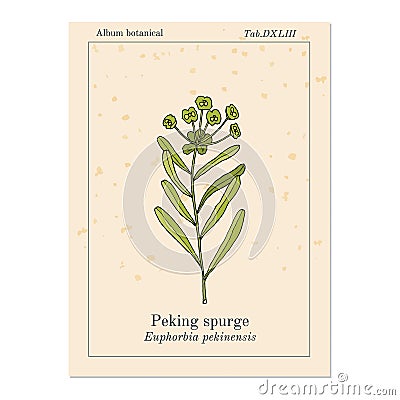 Peking spurge Euphorbia pekinensis , medicinal plant Vector Illustration