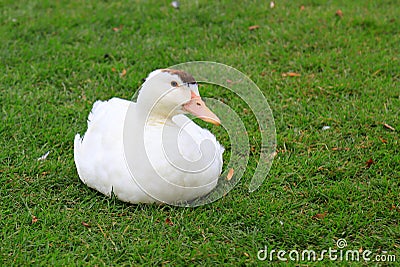 Peking white duck sits on green lawn in spring, summer. Fattened beautiful duck Stock Photo