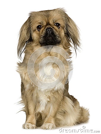 Pekingese (2 years) Stock Photo