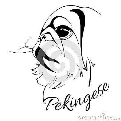Pekingese dog head Stock Photo