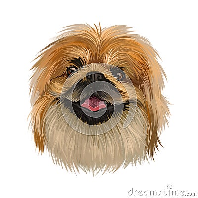 Pekingese dog portrait isolated. Digital art for web, t-shirt print and puppy food cover design, clipart. Toy breed, Beijingese, Stock Photo