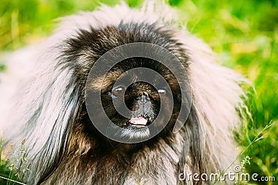 Pekingese Pekinese Peke Dog Resting On Grass Stock Photo