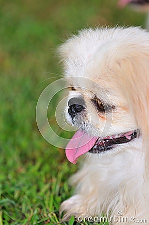 Pekingese Puppy 1 Stock Photo