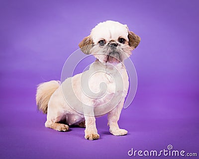 Pekingese Puppy Stock Photo