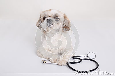 Pekingese puppy dog with stethoscope near his paws posing isolated over white background, funny vet dog being ready to treat Stock Photo