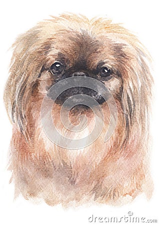 Water colour painting portrait of Pekingese 203 Stock Photo