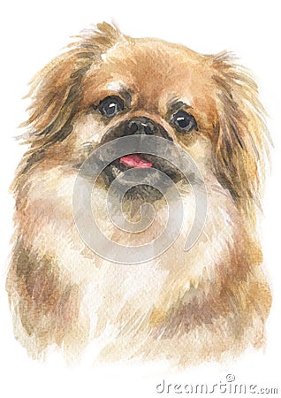 Water colour painting portrait of Pekingese 206 Stock Photo