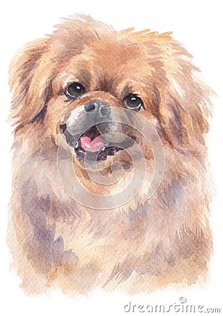 Water colour painting portrait of Pekingese 210 Stock Photo