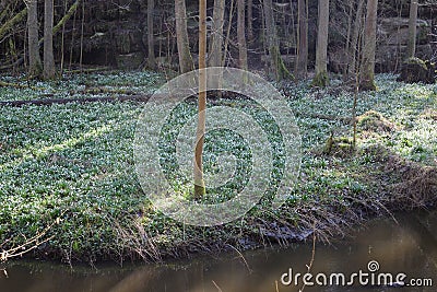 Peklo, Czechia - March 25, 2023: spring snowflake by Robecsky potok stream Editorial Stock Photo