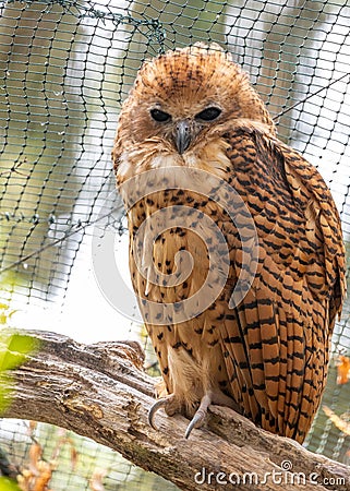 Pel's Fishing Owl (Scotopelia peli) Outdoors Stock Photo