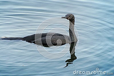 Pelagic cormorant Stock Photo