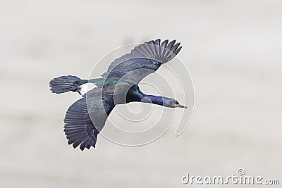 Pelagic cormorant bird Stock Photo