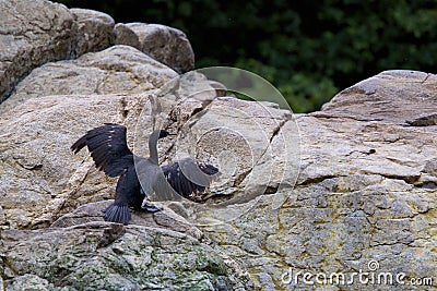 Pelagic Cormorant 845405 Stock Photo