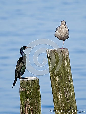 Pelagic cormorant Stock Photo