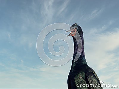 Pelagic cormorant Stock Photo