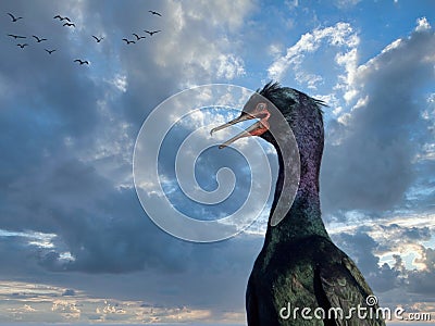 Pelagic cormorant Stock Photo