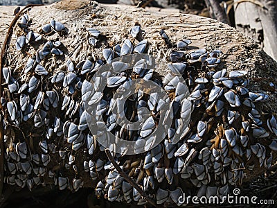 Pelagic Goose-Neck Barnacles Lepas anatifera Stock Photo