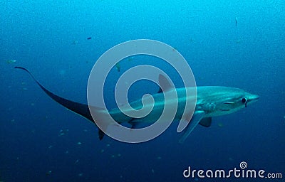 Pelagic Thresher shark & x28;Alopias Pelagicus& x29; Stock Photo