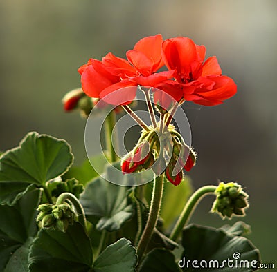 Pelargonium Stock Photo