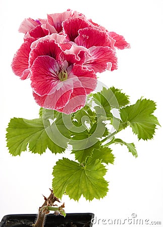 Pelargonium Stock Photo