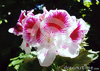 Pelargonium Angel eyes bicolour Stock Photo