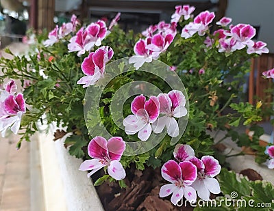 Pelargonium Angel Eyes, white-pink geranium in the garden, close-up. Stock Photo