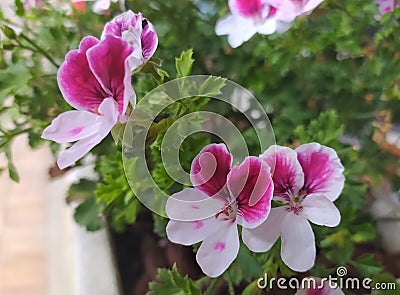 Pelargonium Angel Eyes, white-pink geranium in the garden, close-up. Stock Photo