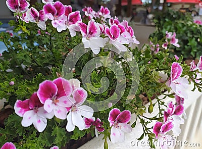 Pelargonium Angel Eyes, white-pink geranium in the garden, close-up. Stock Photo