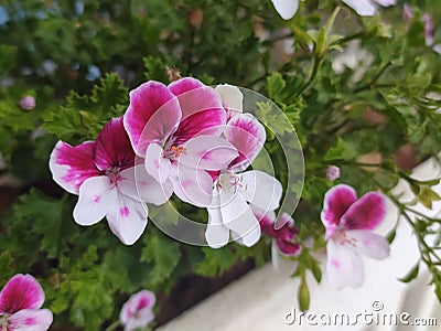 Pelargonium Angel Eyes, white-pink geranium in the garden, close-up. Stock Photo