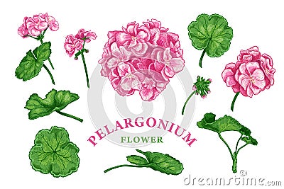 Pelargonium flower set sketch color Vector Illustration