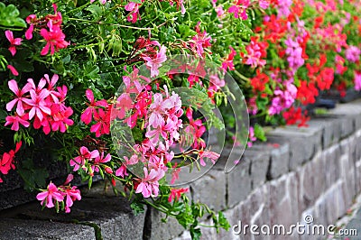 Pelargonium flowerbed Stock Photo