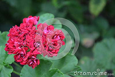 Pelargonium. Flowerbed. Garden plants. House plants Stock Photo