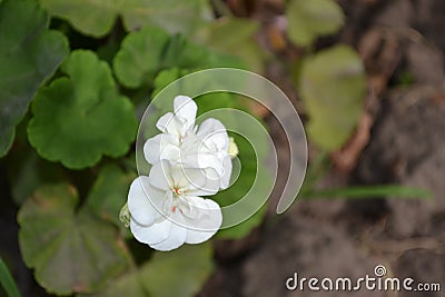 Pelargonium. Flowerbed. Garden plants. House plants Stock Photo