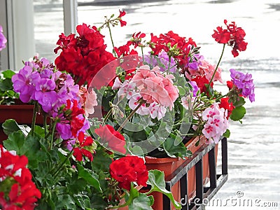 Pelargonium flowers in the summer rain, copy space Stock Photo