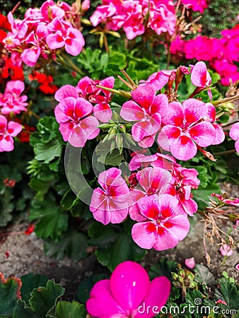 pelargonium geranium is a flower present everywhere, both in outdoor and indoor arrangements Stock Photo