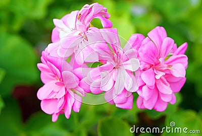 Pelargonium grandiflorum Flower Stock Photo