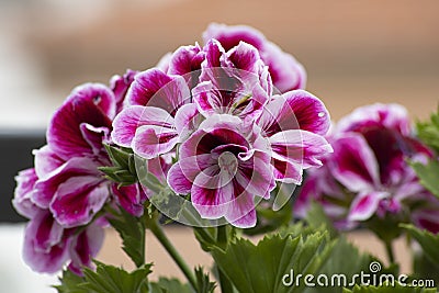 Pelargonium grandiflorum Stock Photo