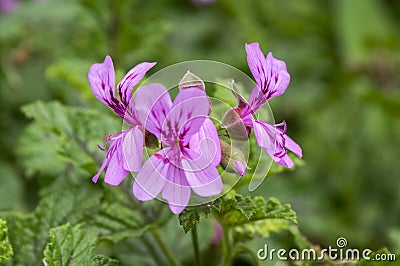 Pelargonium graveolens in bloom, ornamental flowers Stock Photo