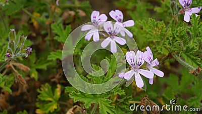 Pelargonium graveolens known as Rose scented pelargonium, Citronella, Sweet, Rose scented Geranium Stock Photo