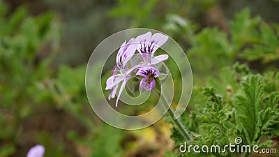 Pelargonium graveolens known as Rose scented pelargonium, Citronella, Sweet, Rose scented Geranium Stock Photo