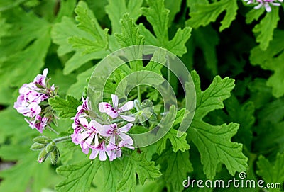 Pelargonium graveolens, Rose Geranium, Sweet scented geranium Stock Photo