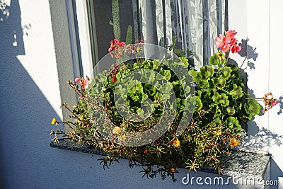 Pelargonium hortorum and Portulaca grandiflora flowers bloom in October in a flower box. Berlin, Germany Stock Photo