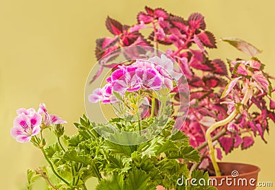 Pelargonium Lemona l-roze against leaves Coleus background Stock Photo