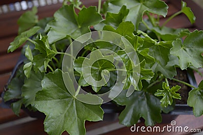 Pelargonium peltatum with fresh green leaves Stock Photo