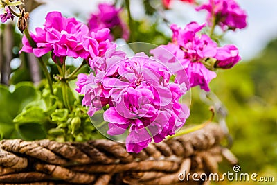 Pelargonium Peltatum Stock Photo